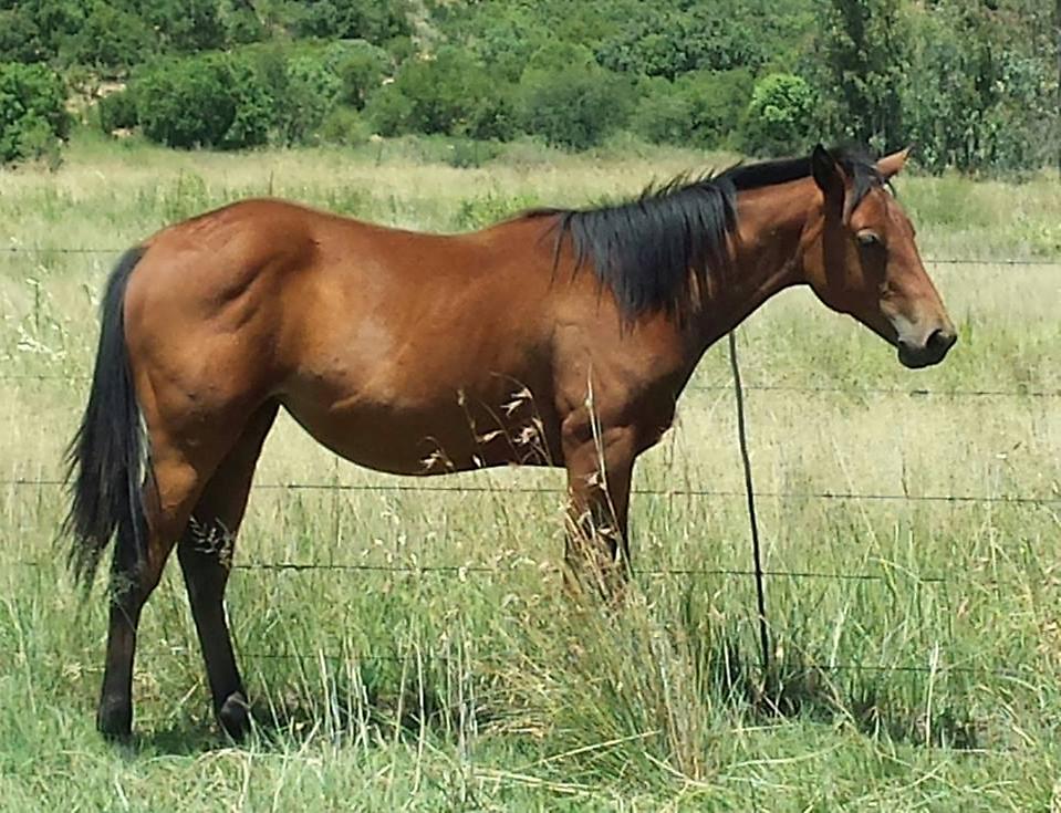 Mag Jopie`s Delight